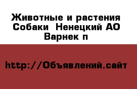 Животные и растения Собаки. Ненецкий АО,Варнек п.